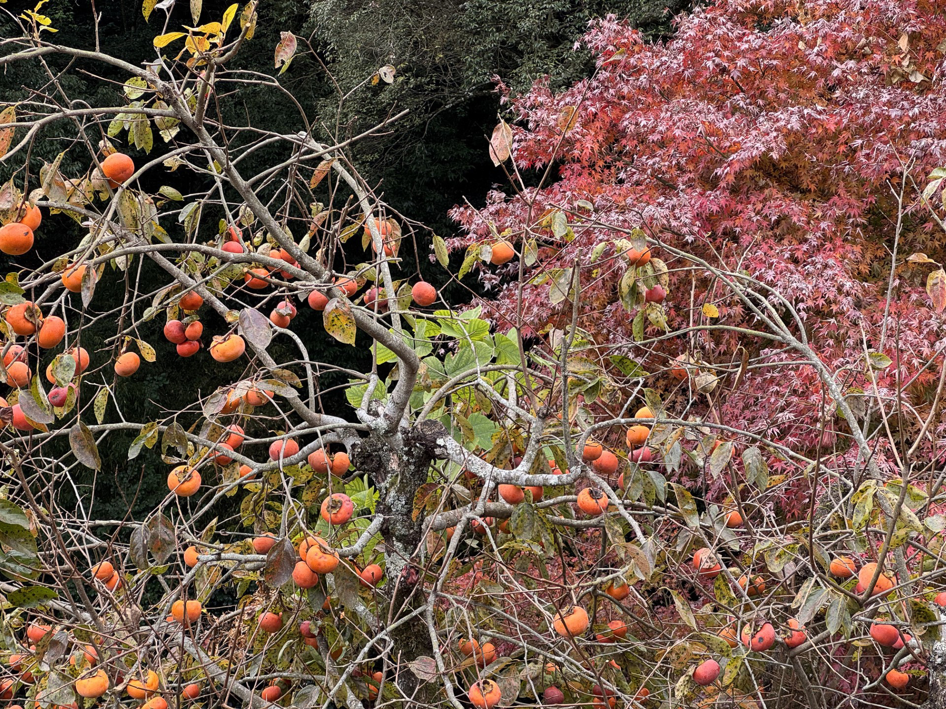 山梨大学 吉野修先生 スタッフ勉強会